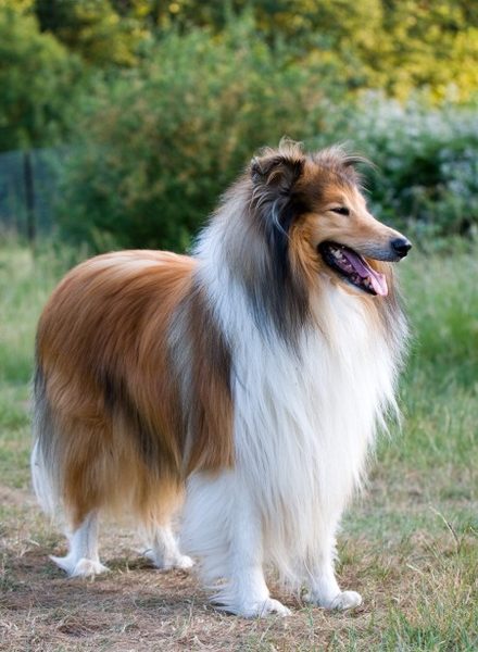 Rough Collie